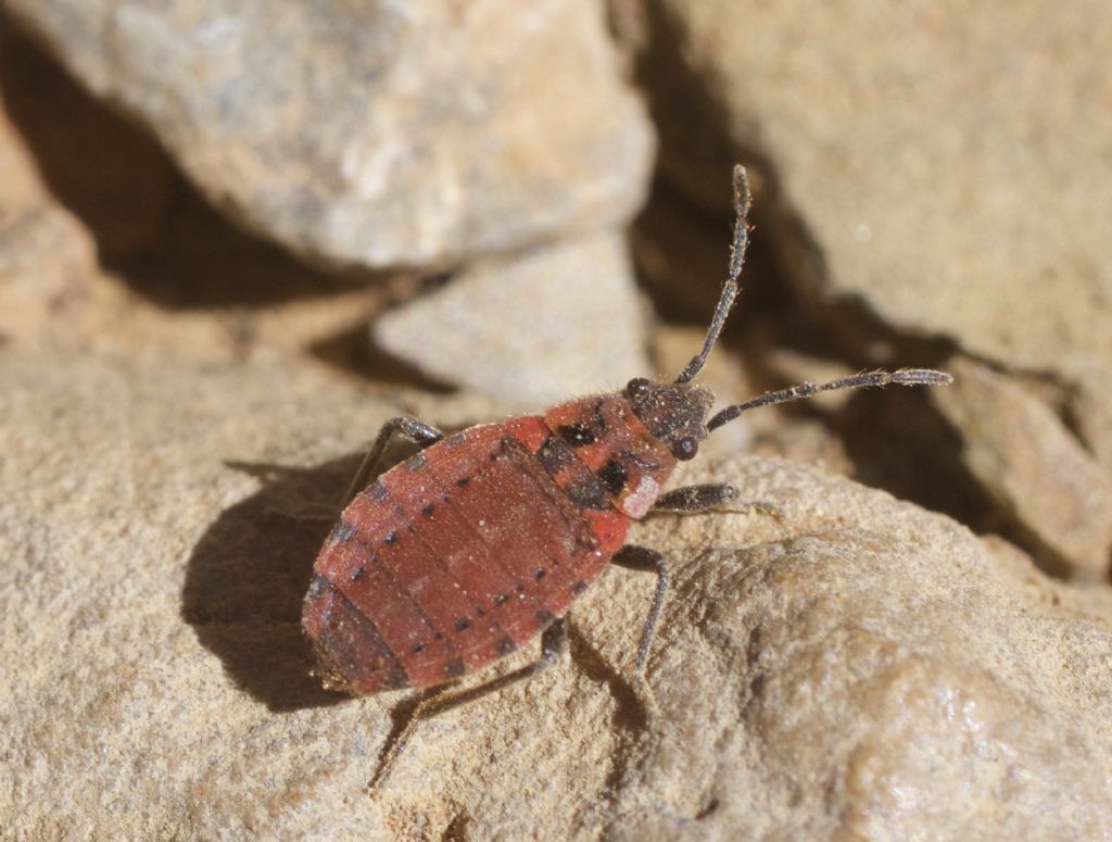 Lygaeidae: neanide di Spilostethus sp.?  No, adulto di Apterola kuenckeli kuenckeli